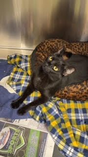 Enlarge Bramble, a Adoptable Domestic Short Hair in Seneca, PA image 6/9