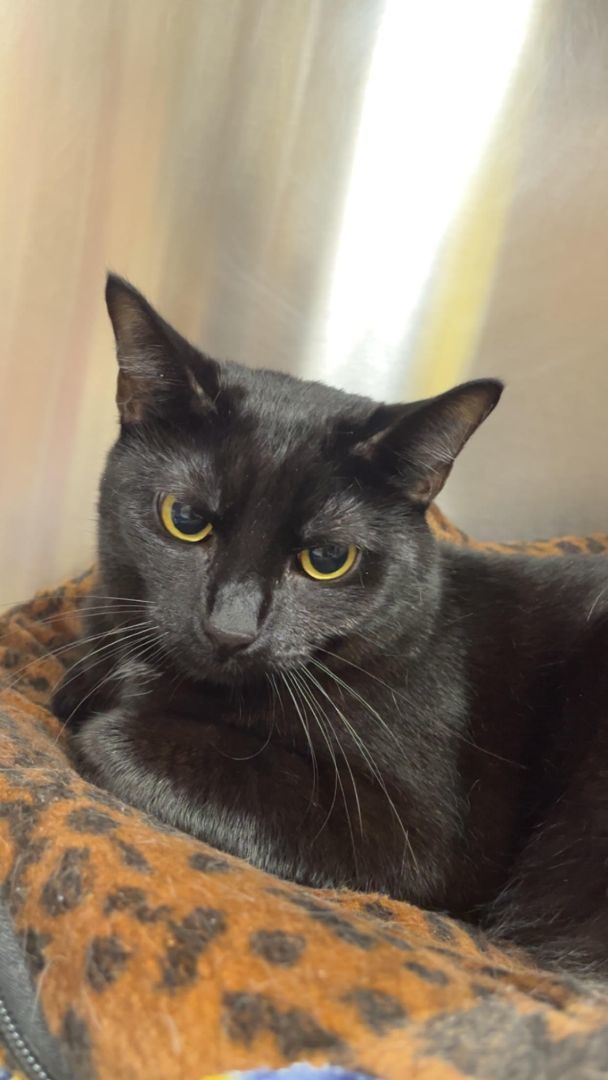 Enlarge Bramble, a Adoptable Domestic Short Hair in Seneca, PA image 7/9