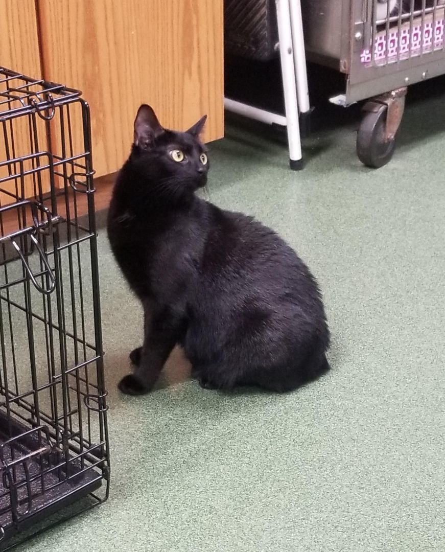 Enlarge Bramble, a Adoptable Domestic Short Hair in Seneca, PA image 8/9