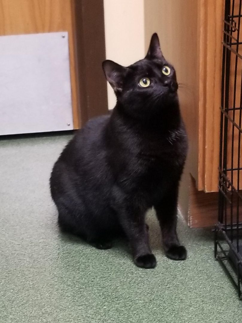 Enlarge Bramble, a Adoptable Domestic Short Hair in Seneca, PA image 9/9