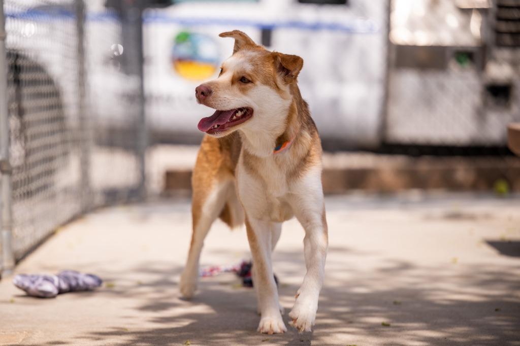 Honey, Adoptable, Young Female Shepherd & Husky.