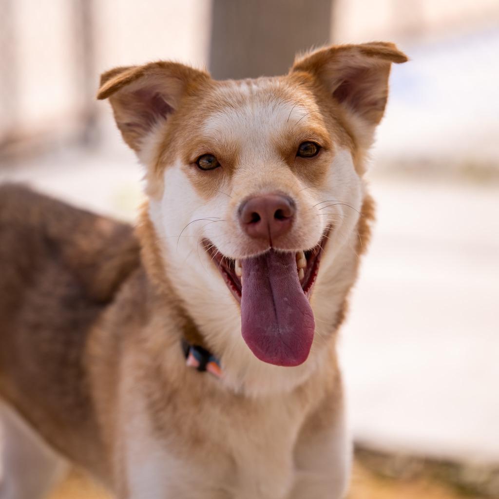 Honey, a Adoptable mixed breed in Twentynine Palms, CA image 2/5