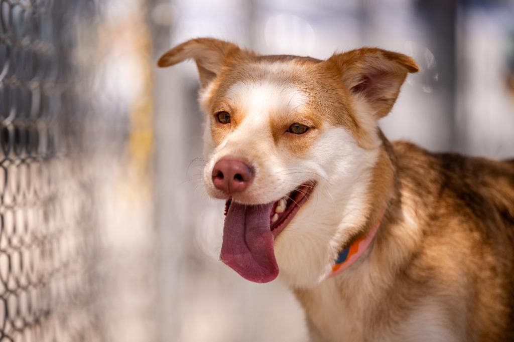 Honey, a Adoptable mixed breed in Twentynine Palms, CA image 3/5