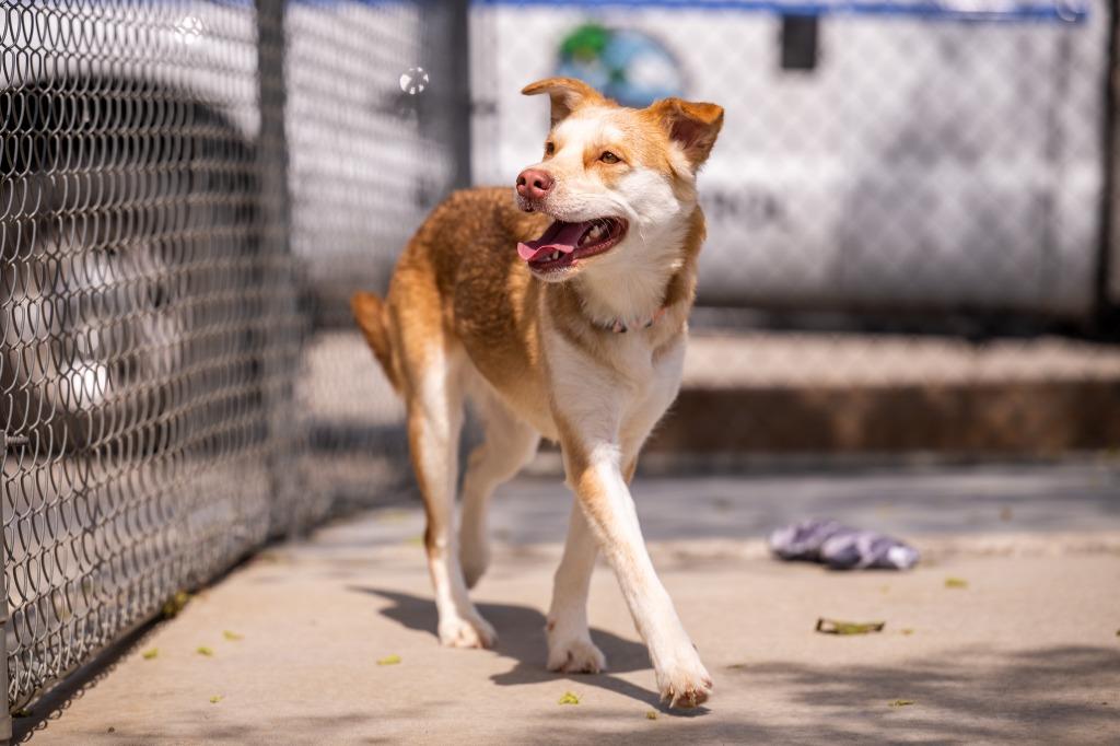 Honey, a Adoptable mixed breed in Twentynine Palms, CA image 4/5