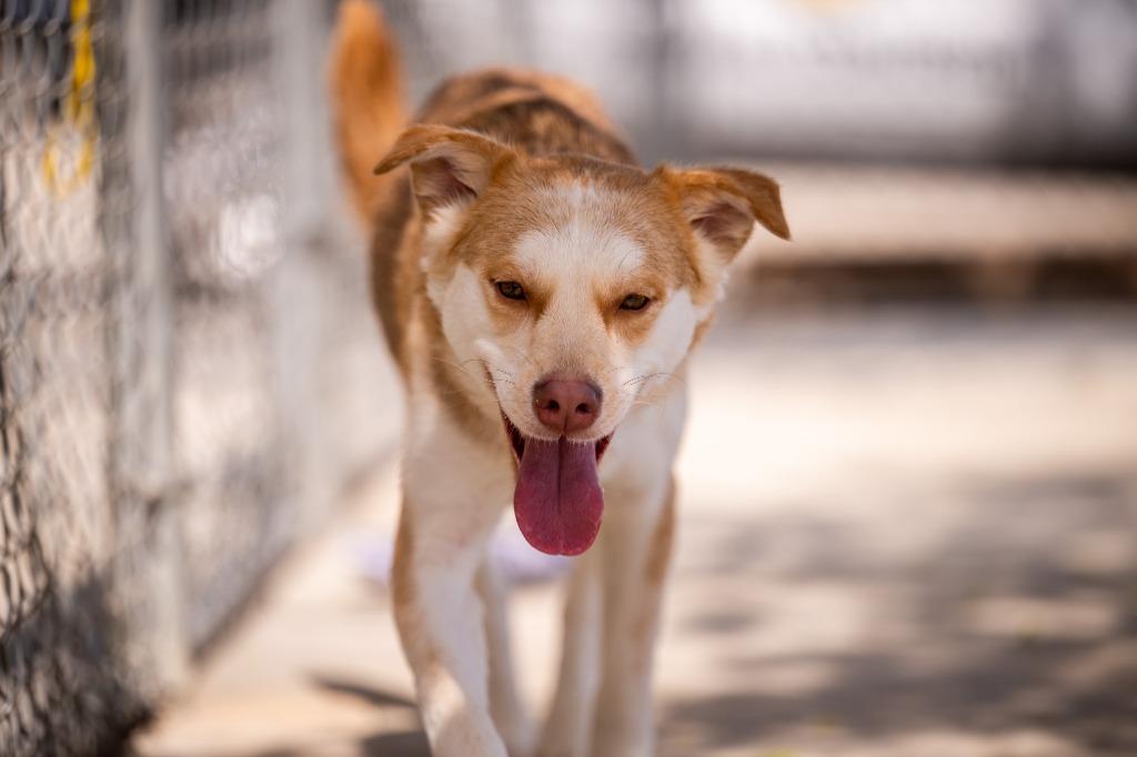 Honey, a Adoptable mixed breed in Twentynine Palms, CA image 5/5