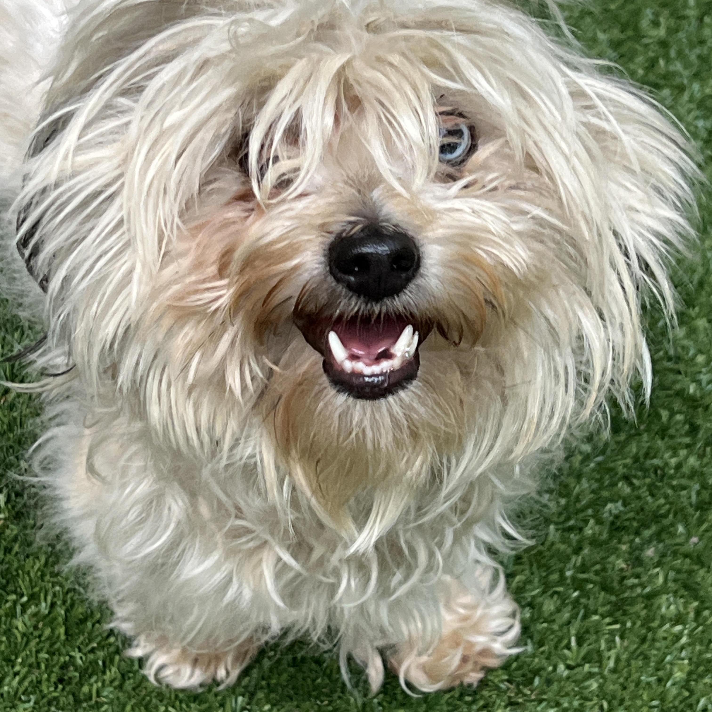 Cora, adoptable, Young Female Havanese & Terrier.