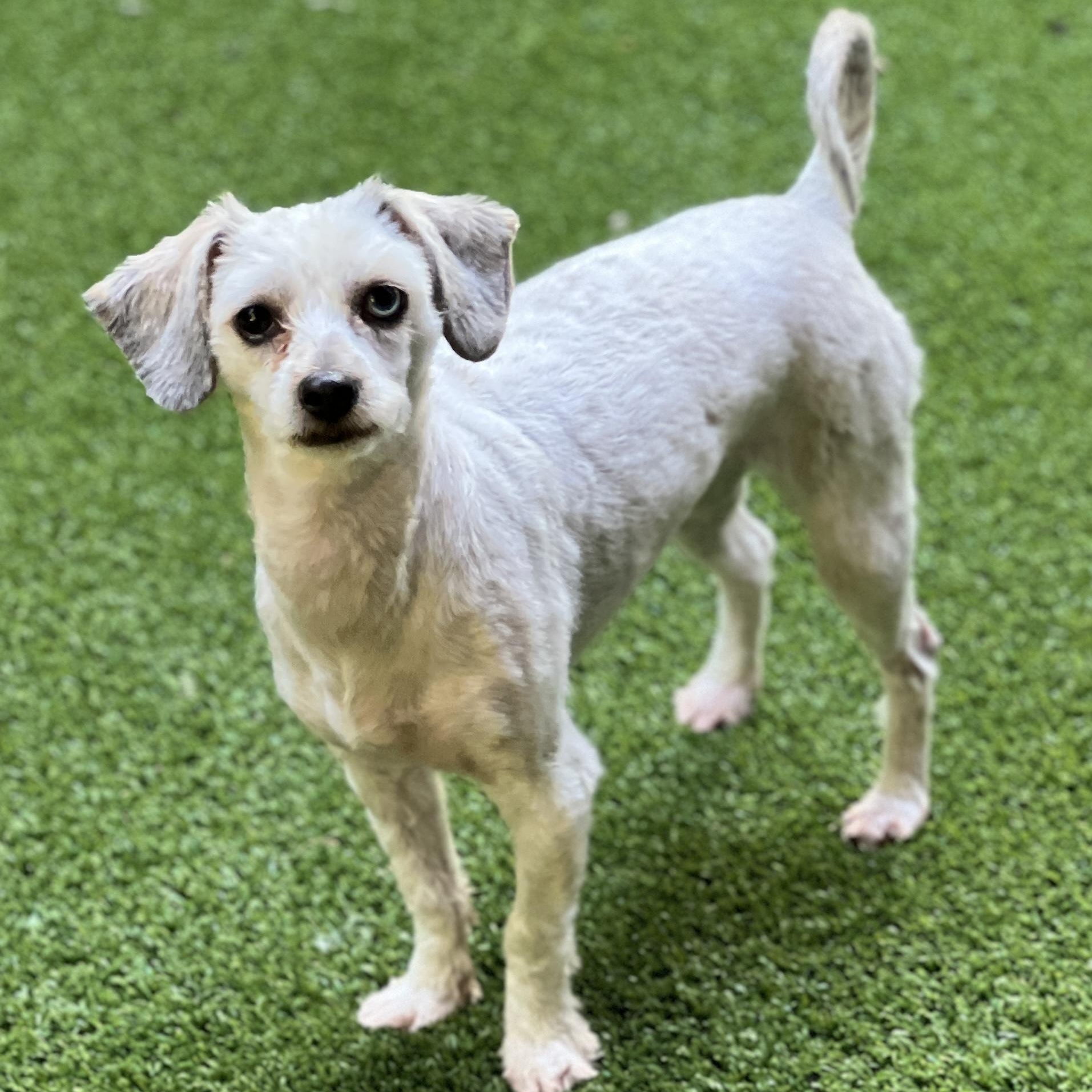 Cora, an adoptable mixed breed in High Point, NC image 3/6