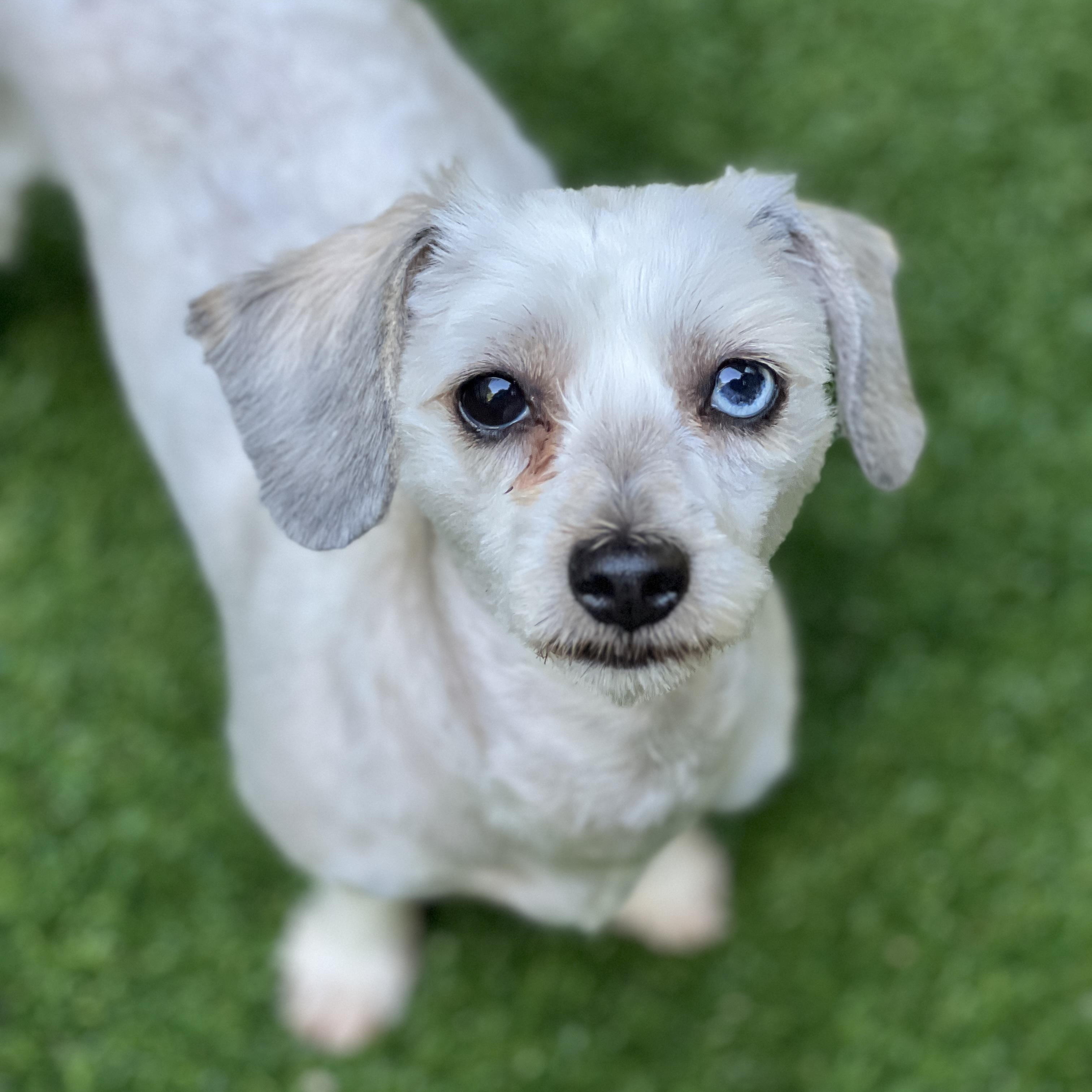 Cora, an adoptable mixed breed in High Point, NC image 5/6