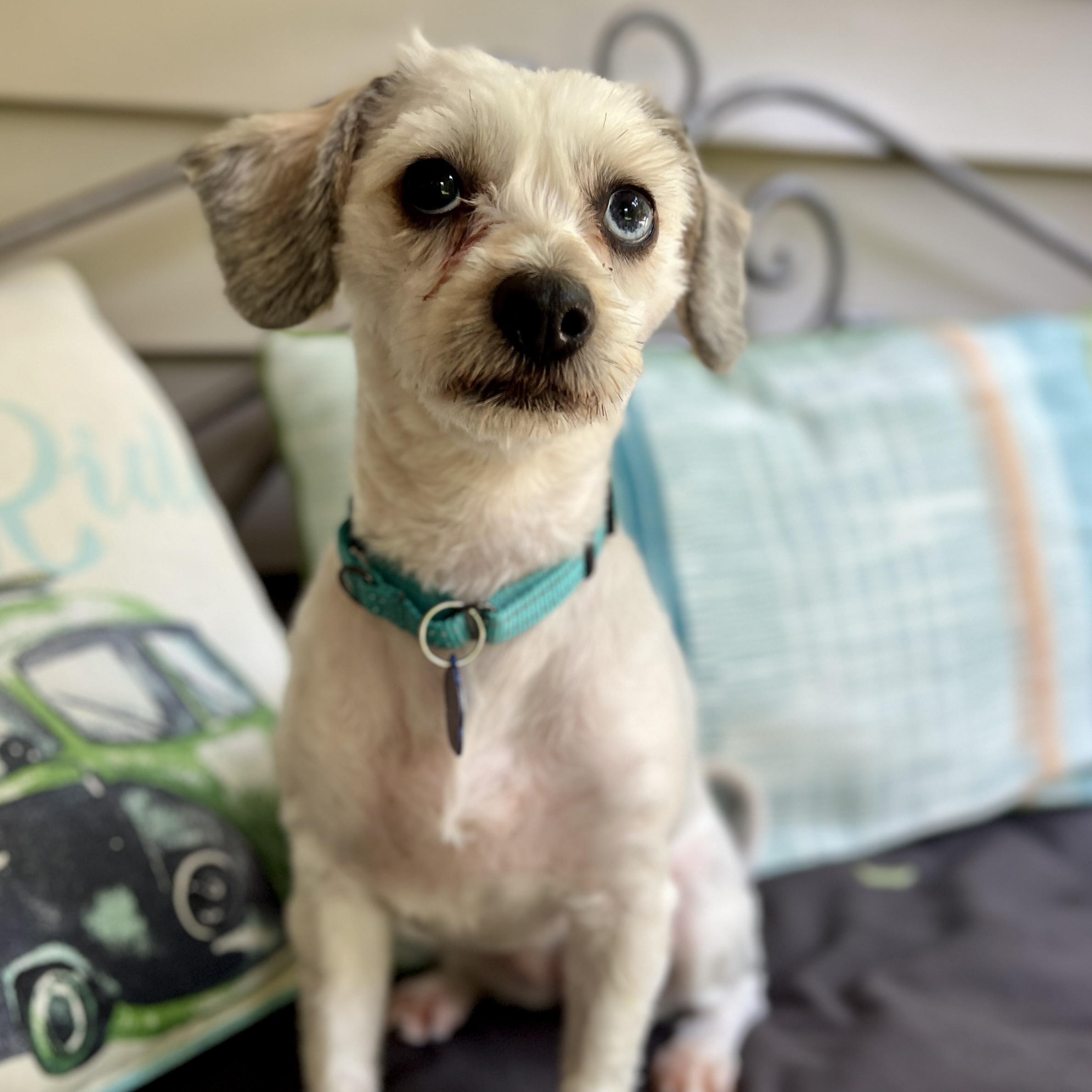 Cora, adoptable, Young Female Havanese & Terrier.