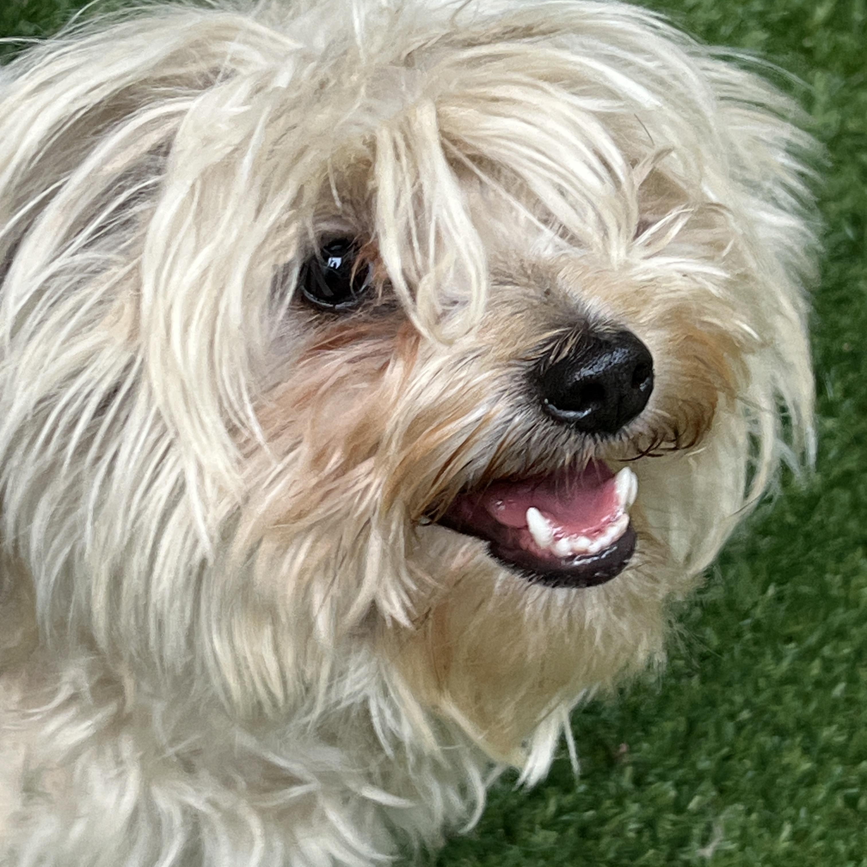Cora, an adoptable mixed breed in High Point, NC image 2/6