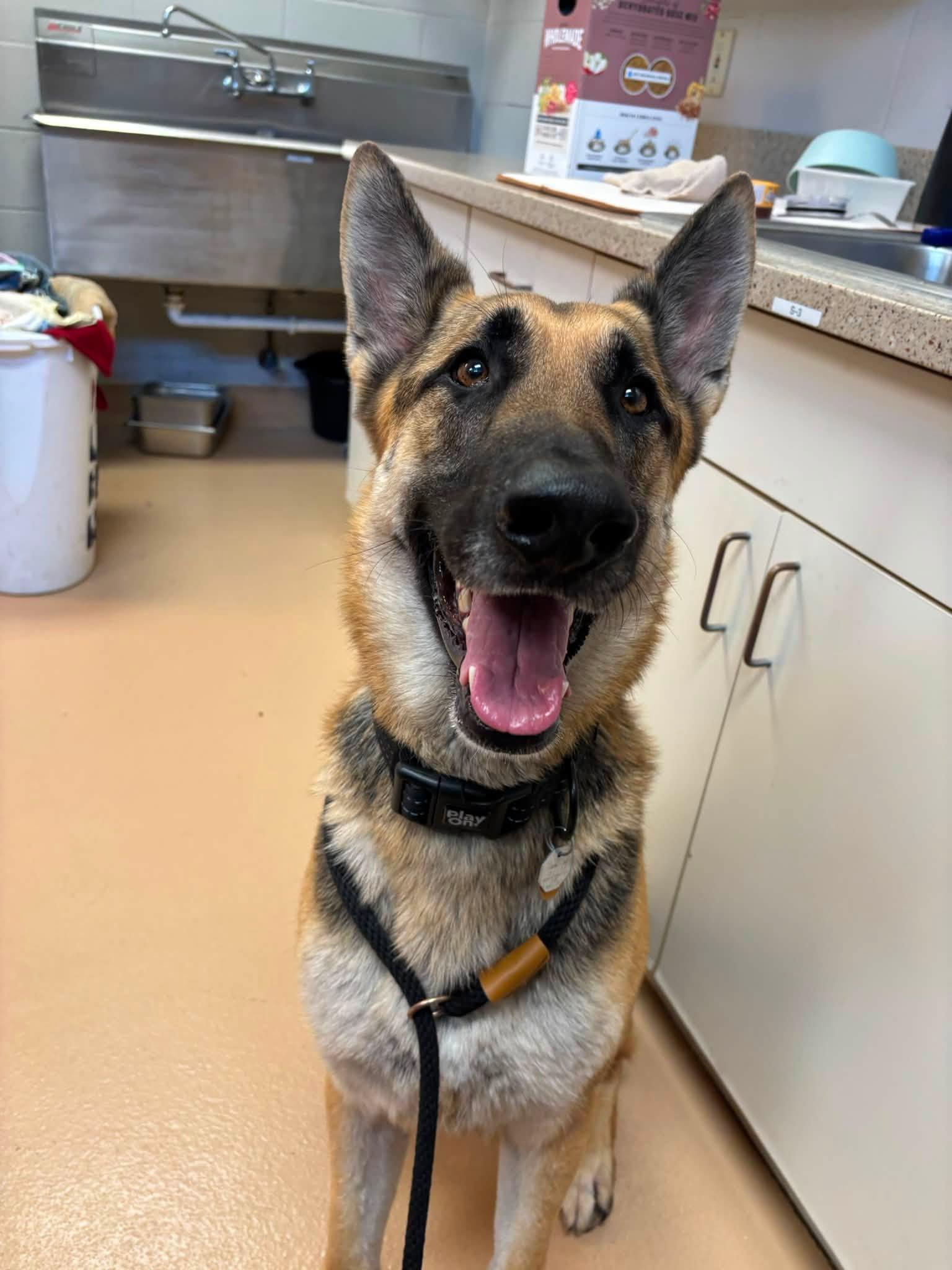 Diego, adopted, Young Male German Shepherd Dog.
