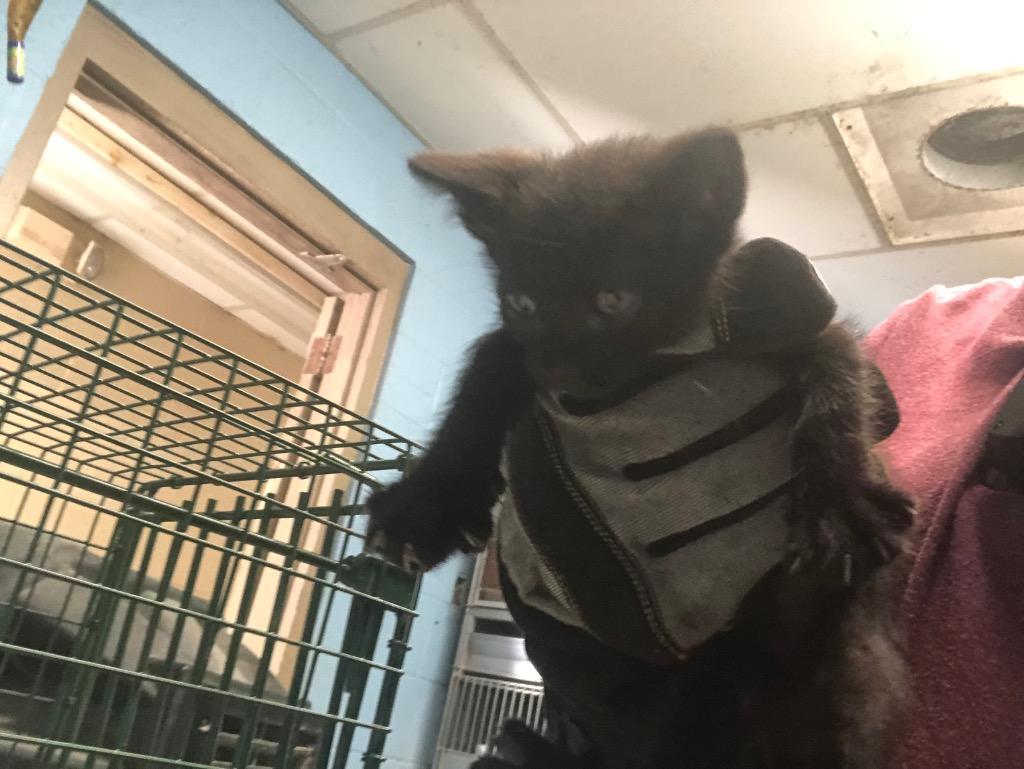 Mabel, Adopted, Kitten Female Domestic Short Hair.