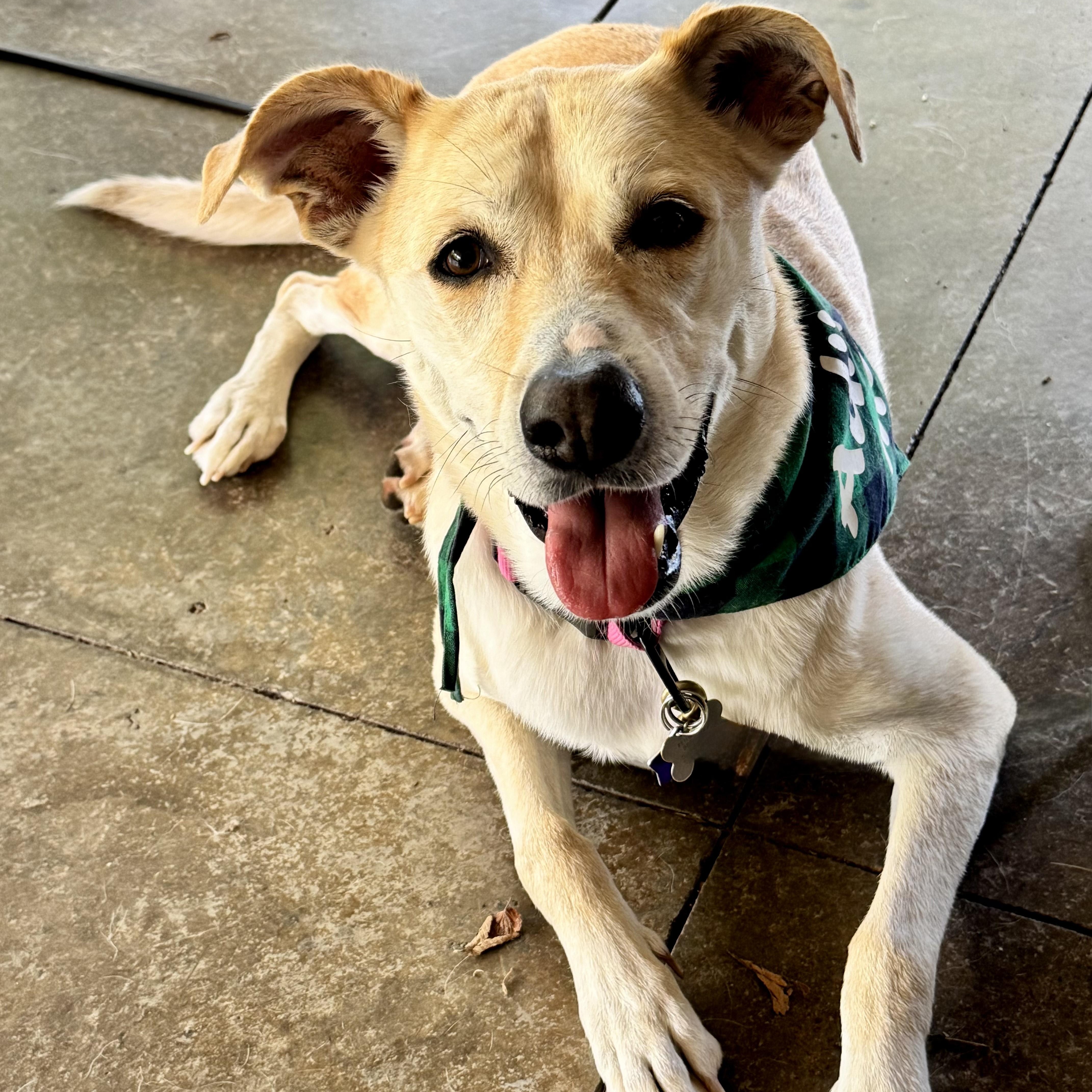 Jazzy, ADOPTABLE, Adult Female Yellow Labrador Retriever.