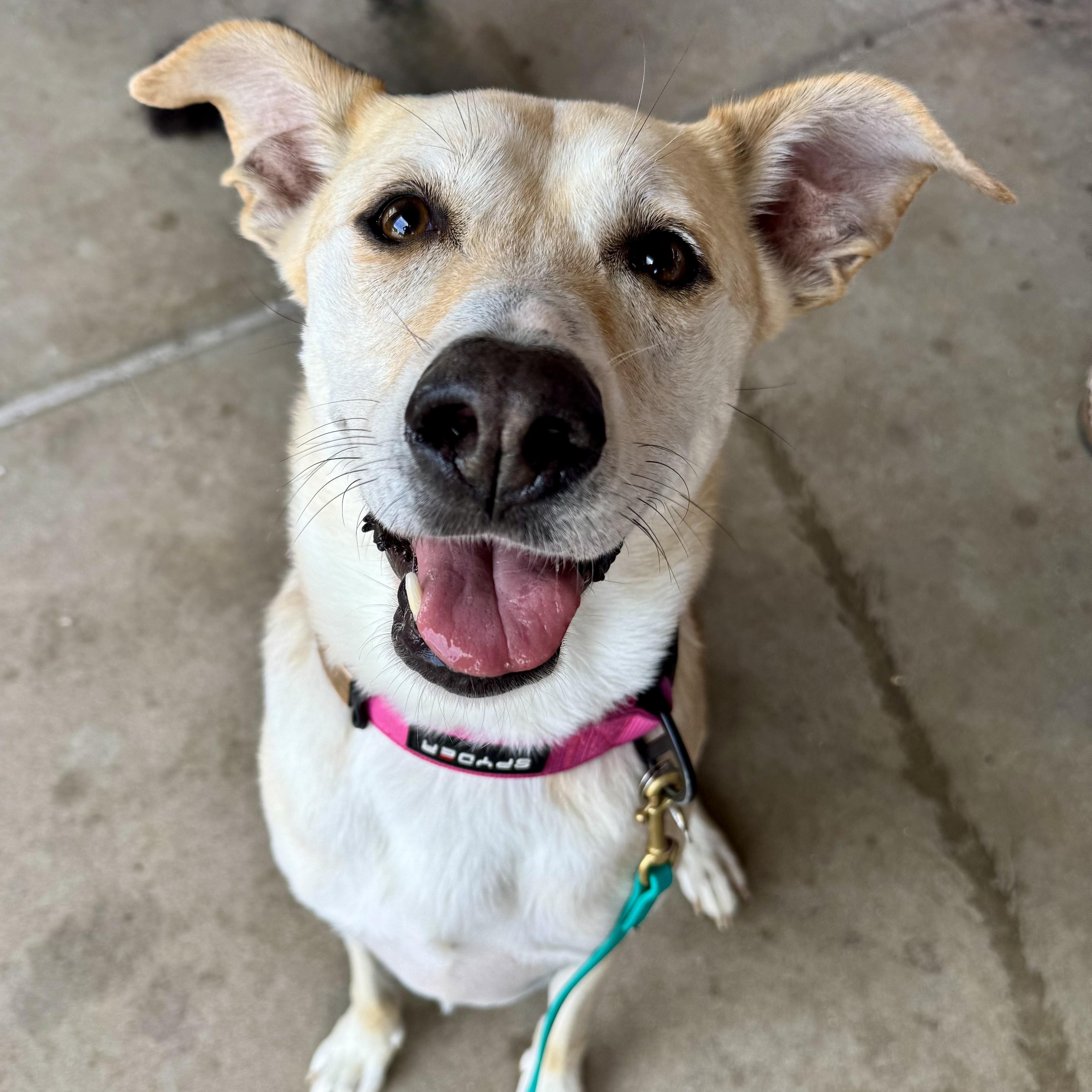 Jazzy, a ADOPTABLE mixed breed in Manassas, VA image 2/3