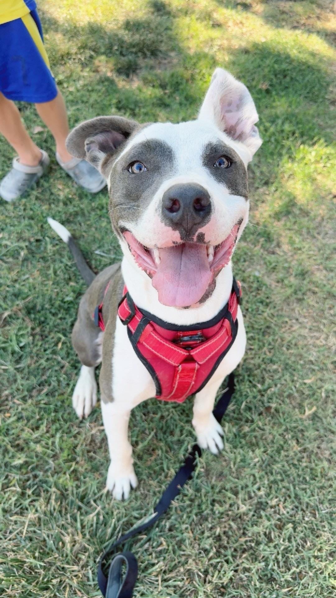 Enlarge Marky mark, a Adopted mixed breed in Lincoln, CA image 3/4