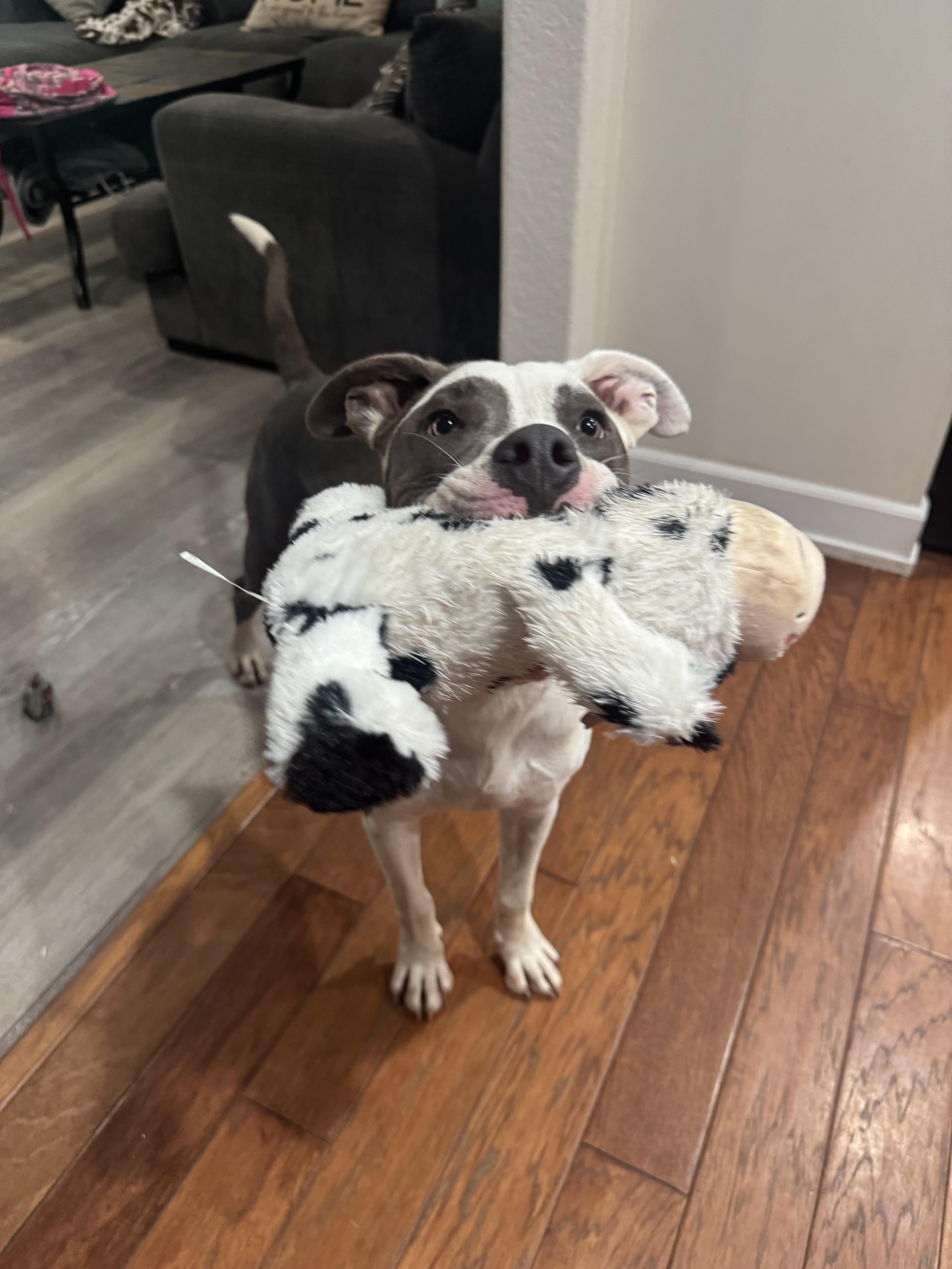 Enlarge Marky mark, a Adopted mixed breed in Lincoln, CA image 2/4