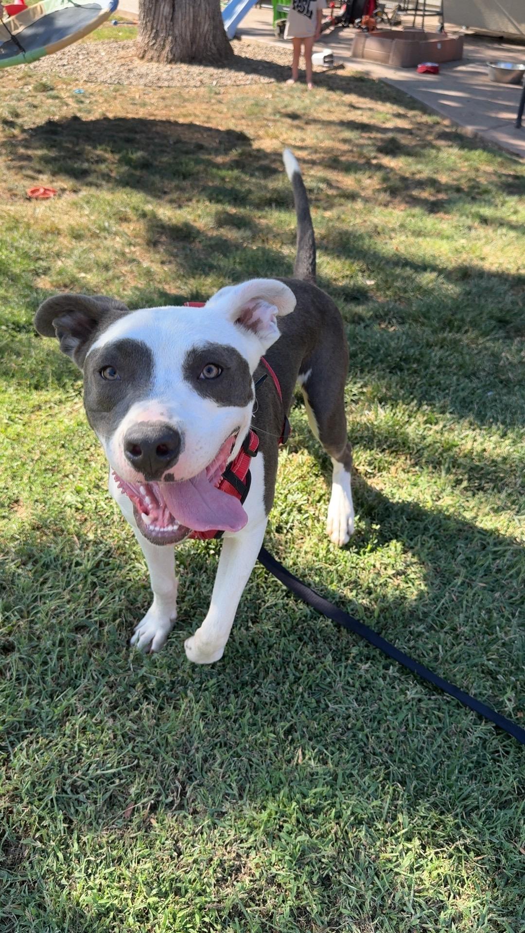 Marky mark, Adopted, Young Male Pit Bull Terrier & American Staffordshire Terrier.