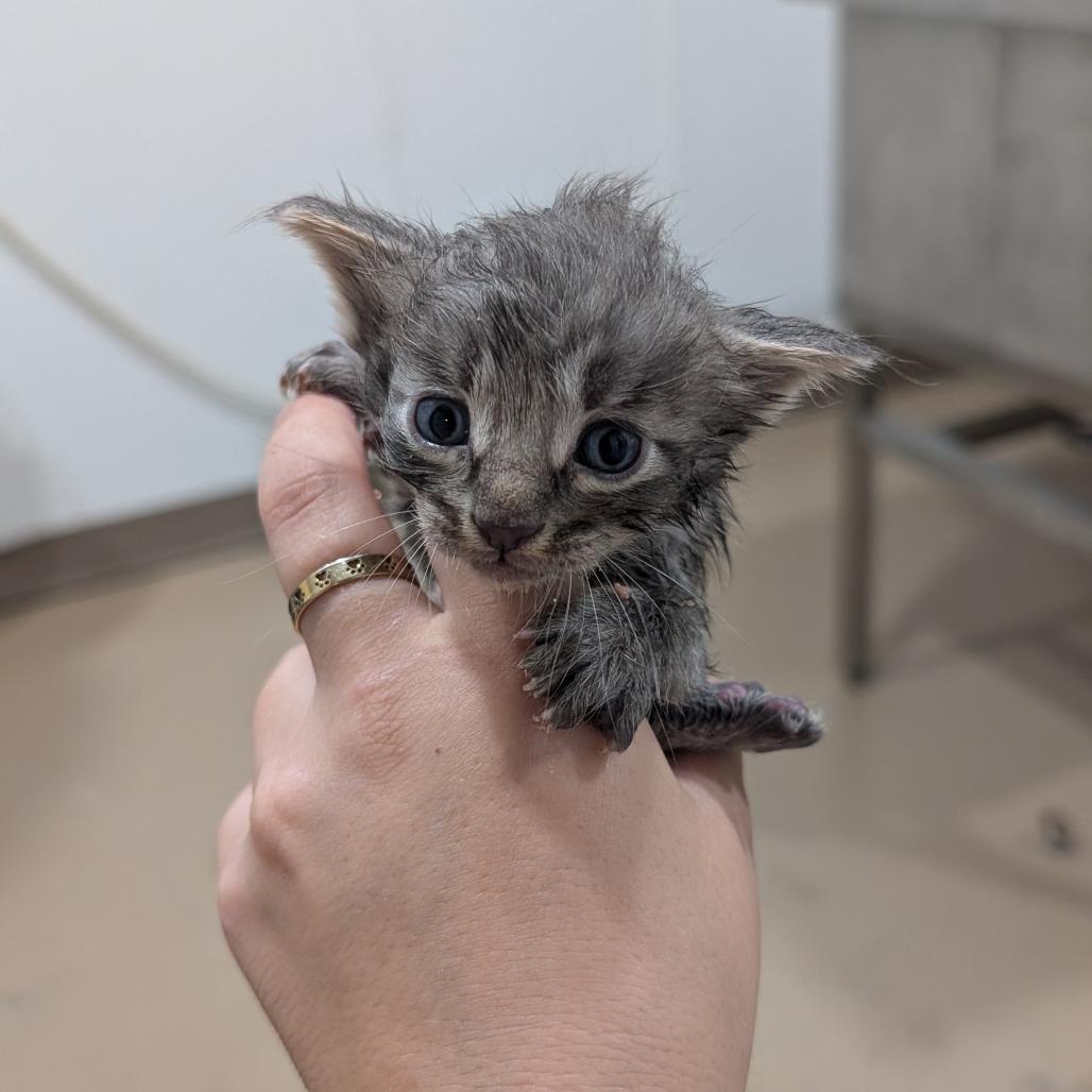 Enie, Adoptable, Kitten Male Domestic Long Hair.