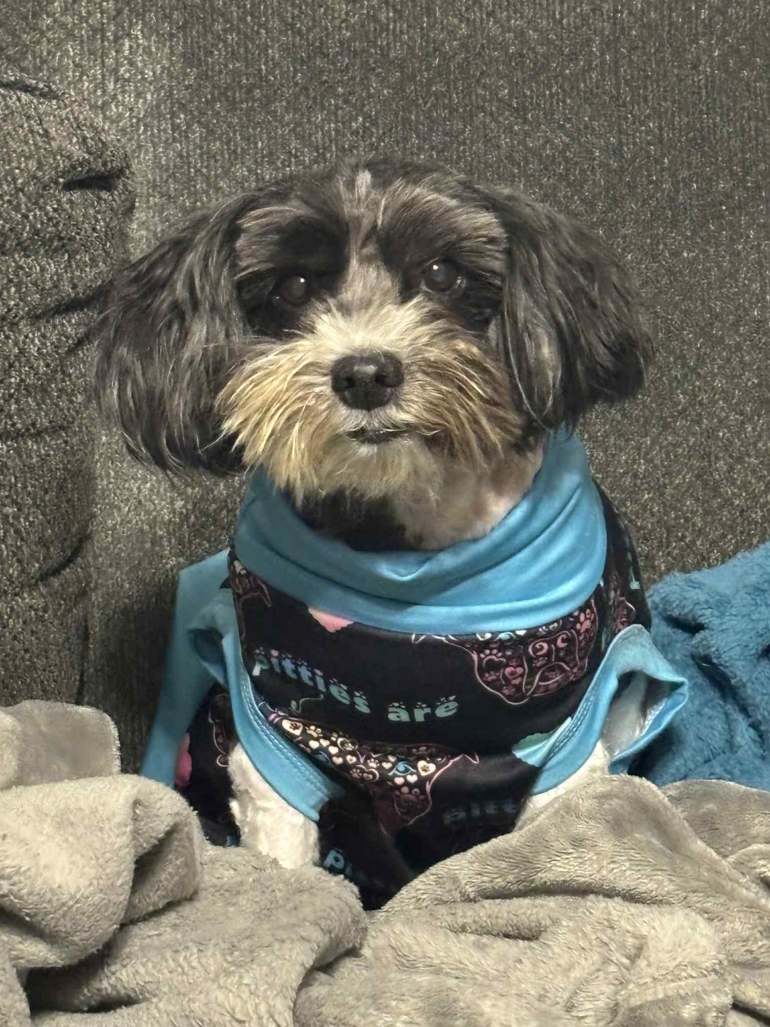 Khloe, adopted, Senior Female Shih Tzu.