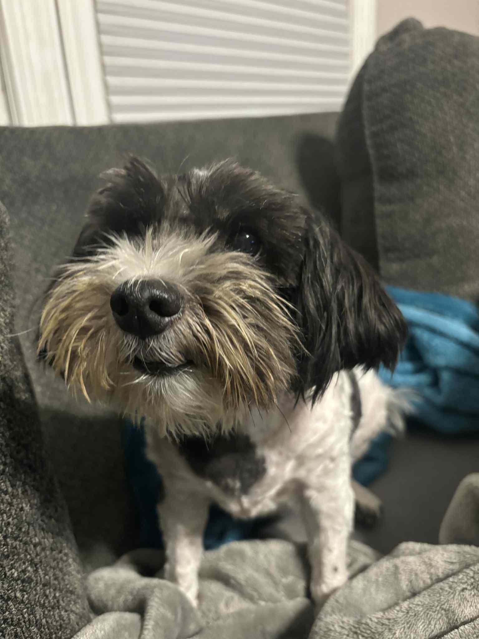 Enlarge Khloe, an adopted mixed breed in Millstone, NJ image 2/6