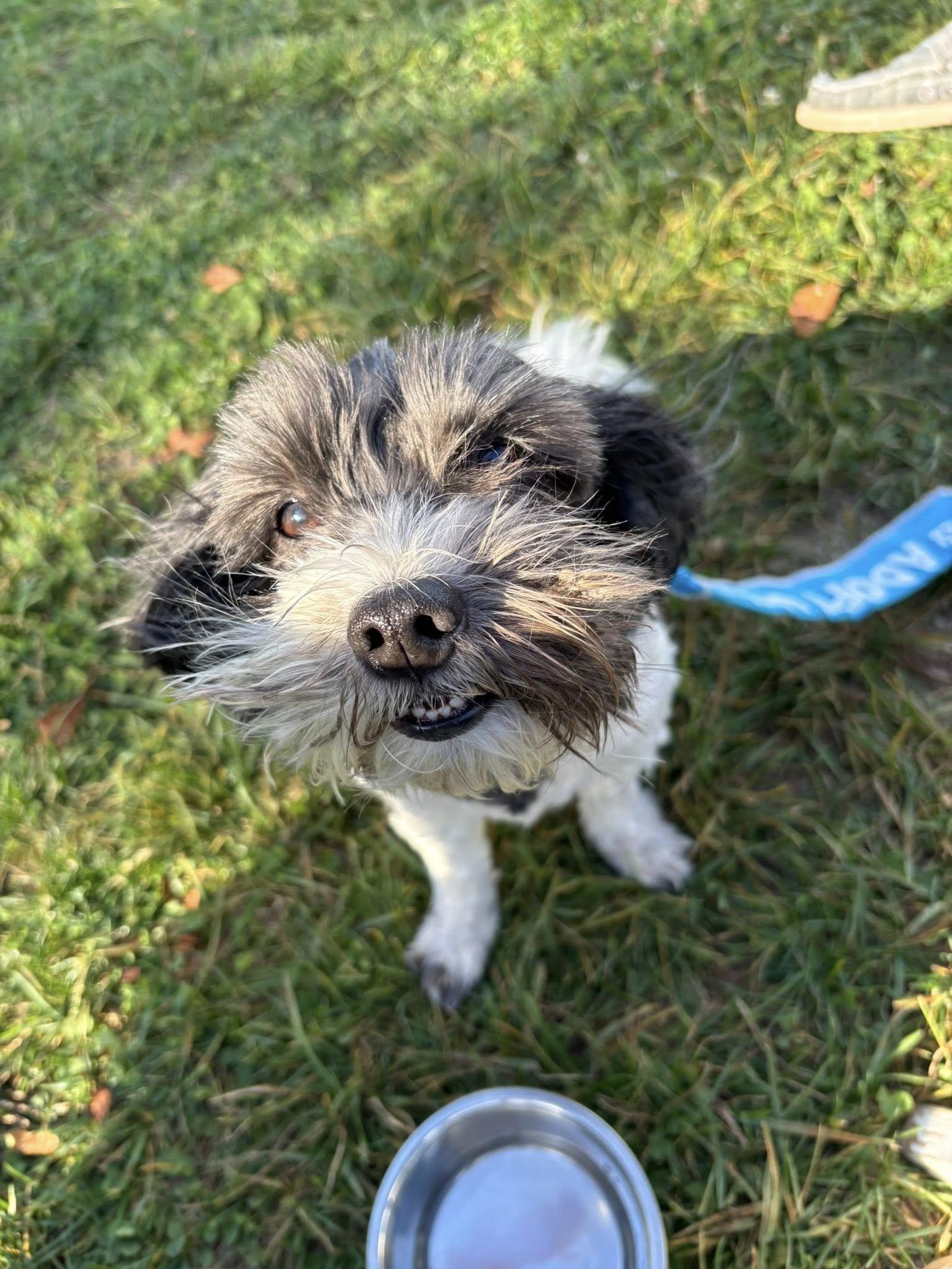 Enlarge Khloe, an adopted mixed breed in Millstone, NJ image 4/6