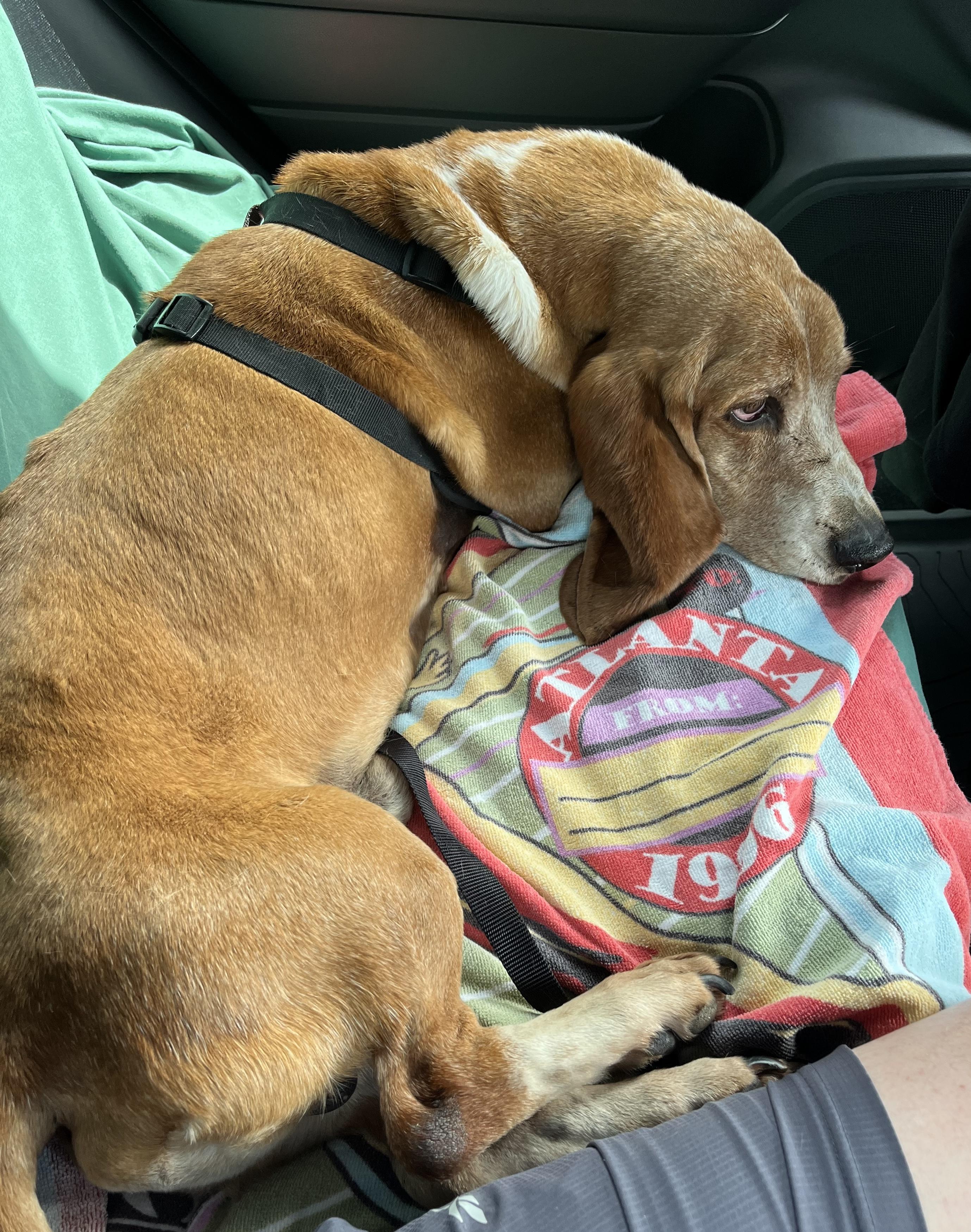 Enlarge Memphis, an adoptable Basset Hound in Auburndale, FL image 3/3