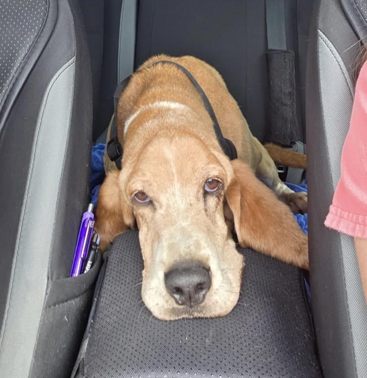 Memphis, adoptable, Senior Male Basset Hound.