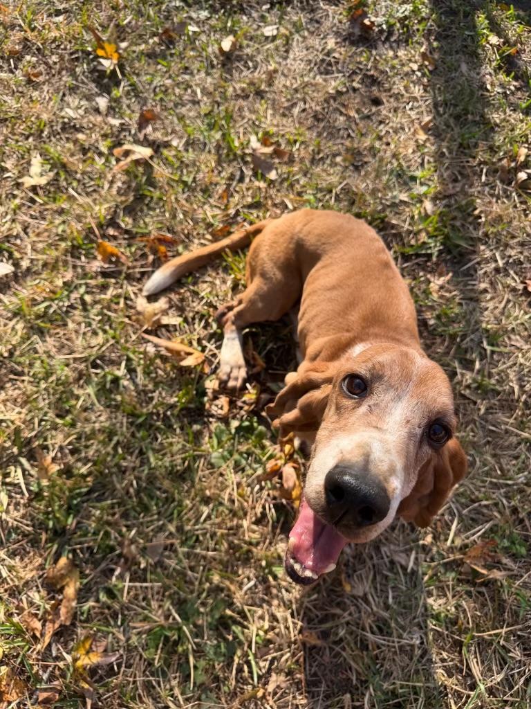 Enlarge Memphis, an adoptable Basset Hound in Auburndale, FL image 2/3