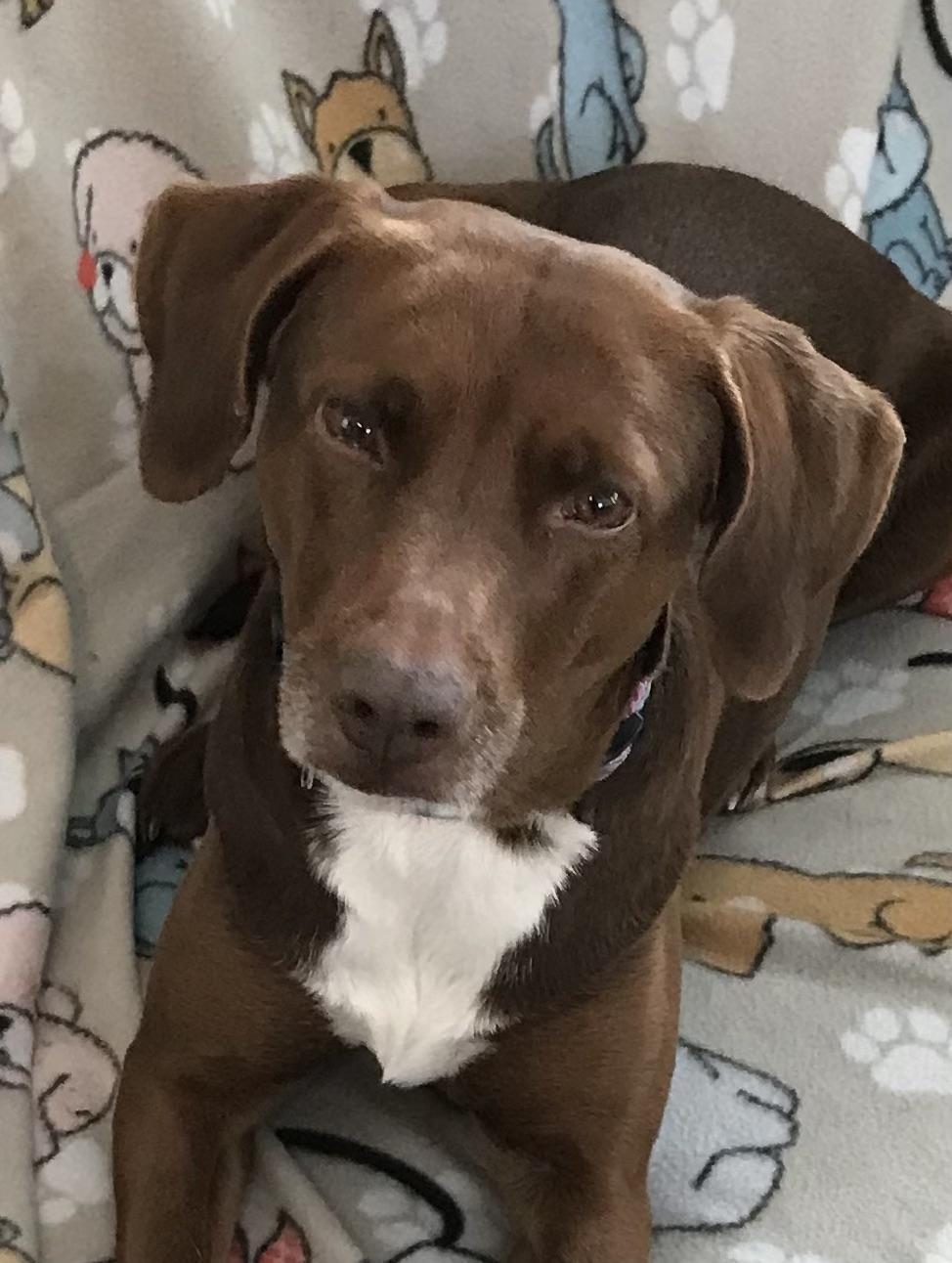 Ellie, ADOPTABLE, Adult Female Labrador Retriever.