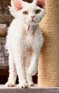 Enlarge Dmitri (Boris), a ADOPTABLE Devon Rex in Davis, CA image 2/3