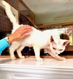 Enlarge Dmitri (Boris), a ADOPTABLE Devon Rex in Davis, CA image 3/3