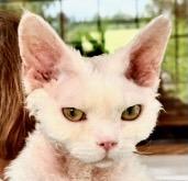 Dmitri (Boris), ADOPTABLE, Young Male Devon Rex.