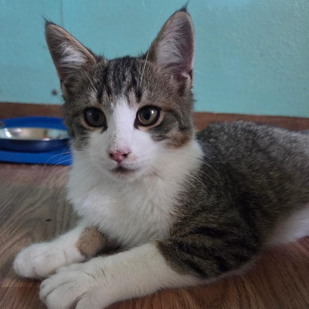 Enlarge Baylee, a Adoptable Domestic Short Hair in Troy, IL image 1/2