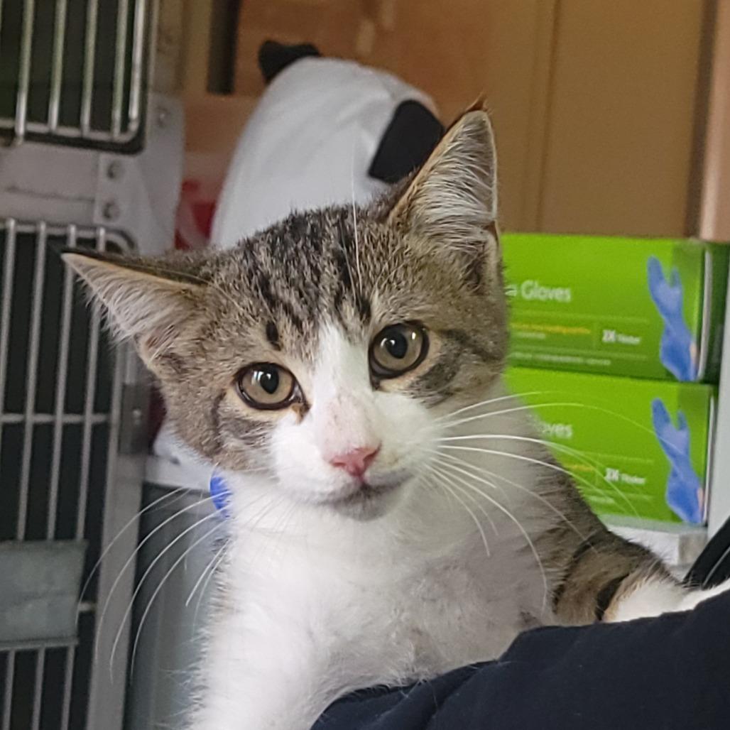 Enlarge Baylee, a Adoptable Domestic Short Hair in Troy, IL image 2/2