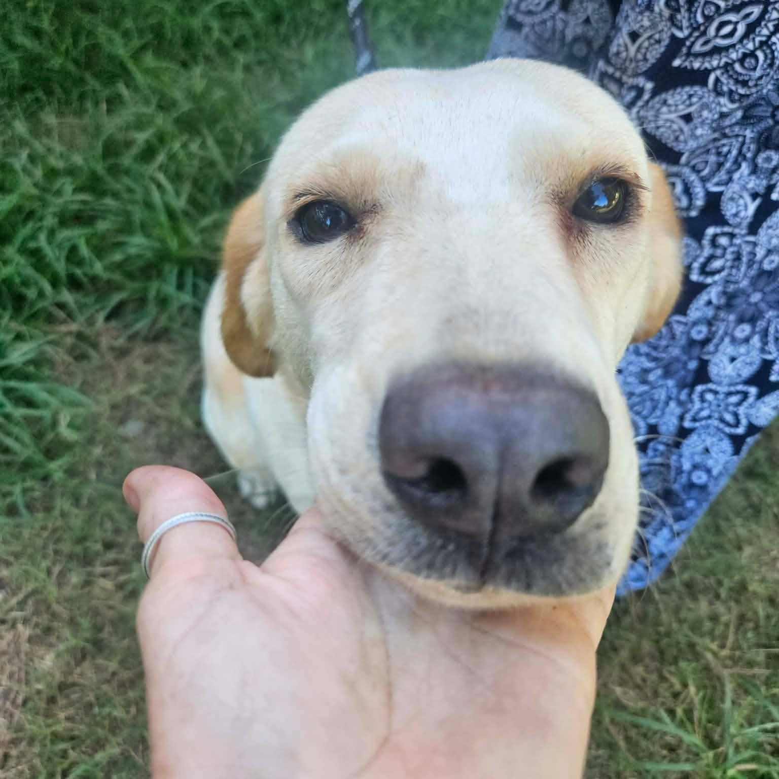 Winnie, an adopted mixed breed in Bethpage, NY image 2/5