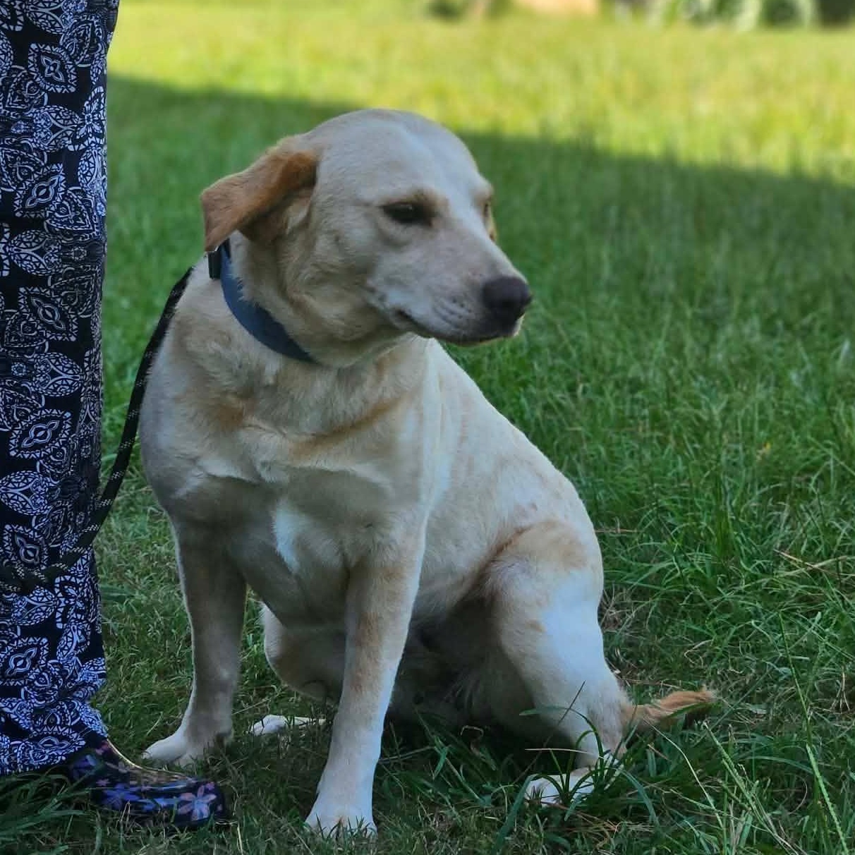 Winnie, an adopted mixed breed in Bethpage, NY image 1/5