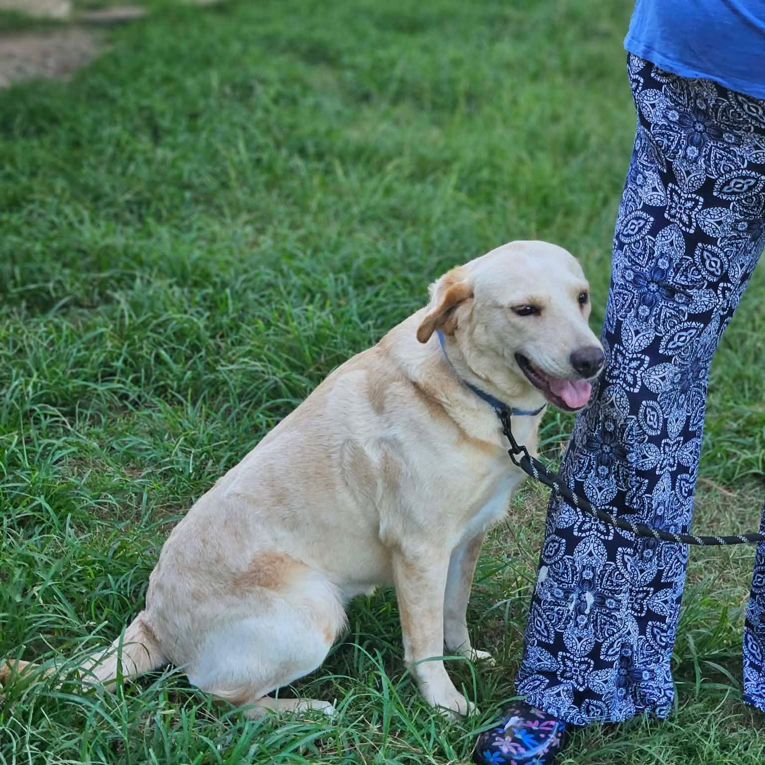 Winnie, an adopted mixed breed in Bethpage, NY image 4/5