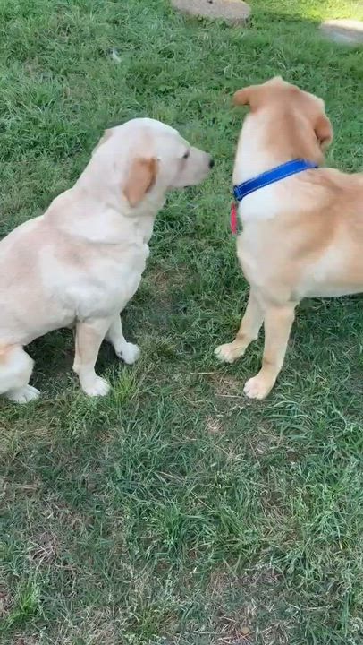 Enlarge Winnie, an adopted mixed breed in Bethpage, NY video 5/5