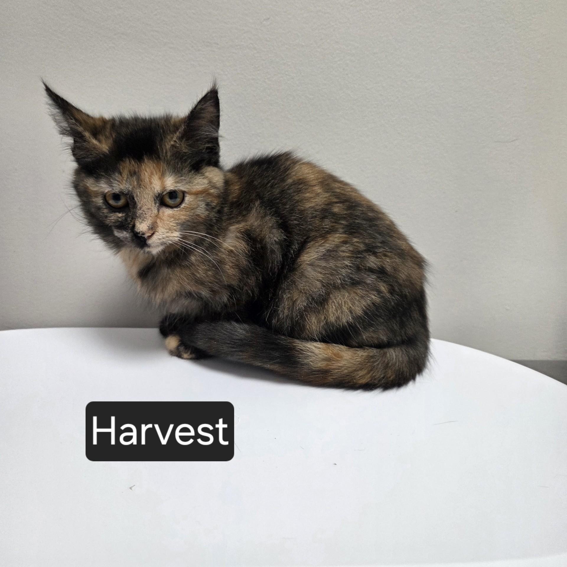 Enlarge Harvest, a ADOPTABLE Domestic Short Hair in SNOW HILL, NC image 1/1