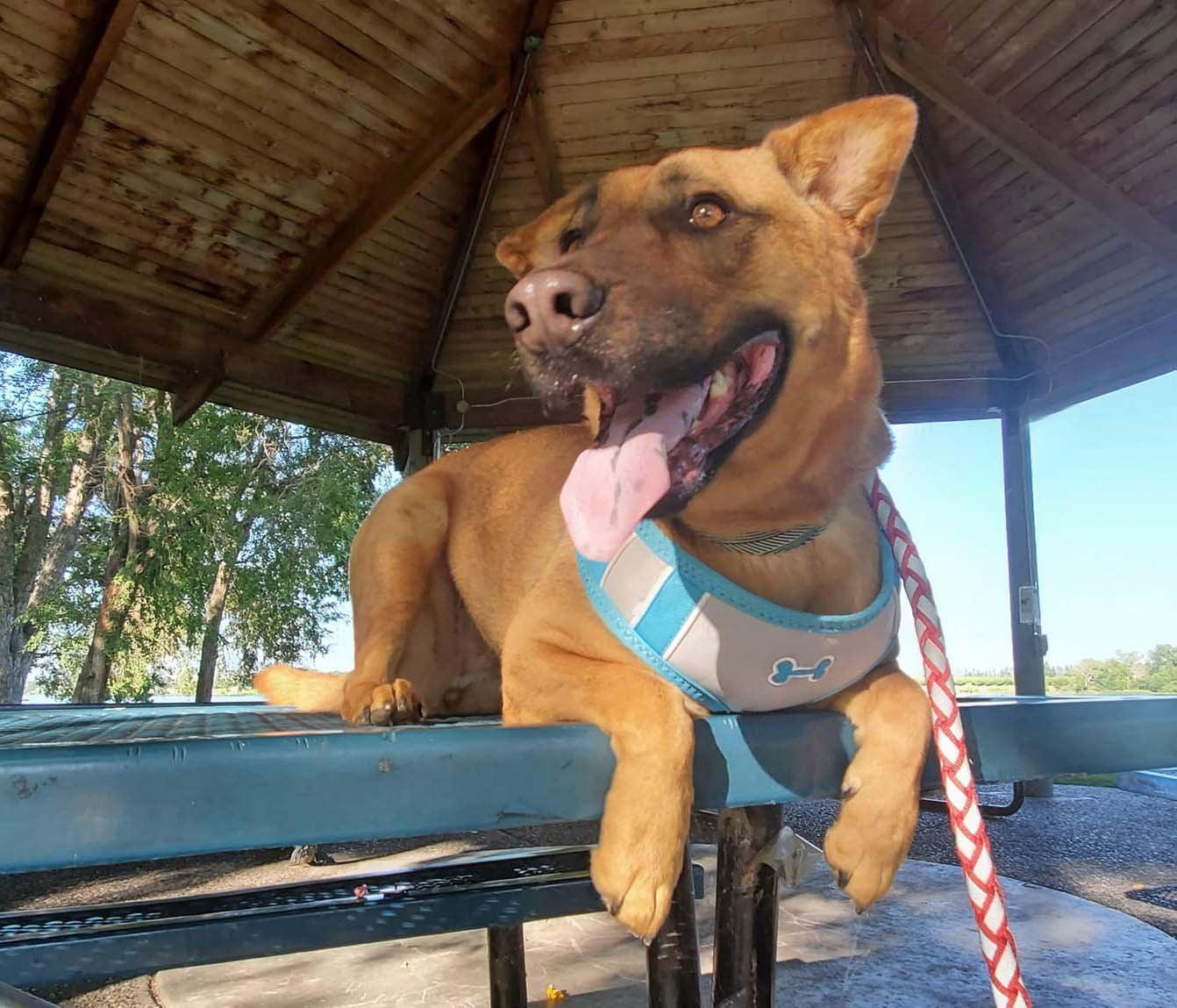 Callista, a Adoptable mixed breed in West Richland, WA image 1/6