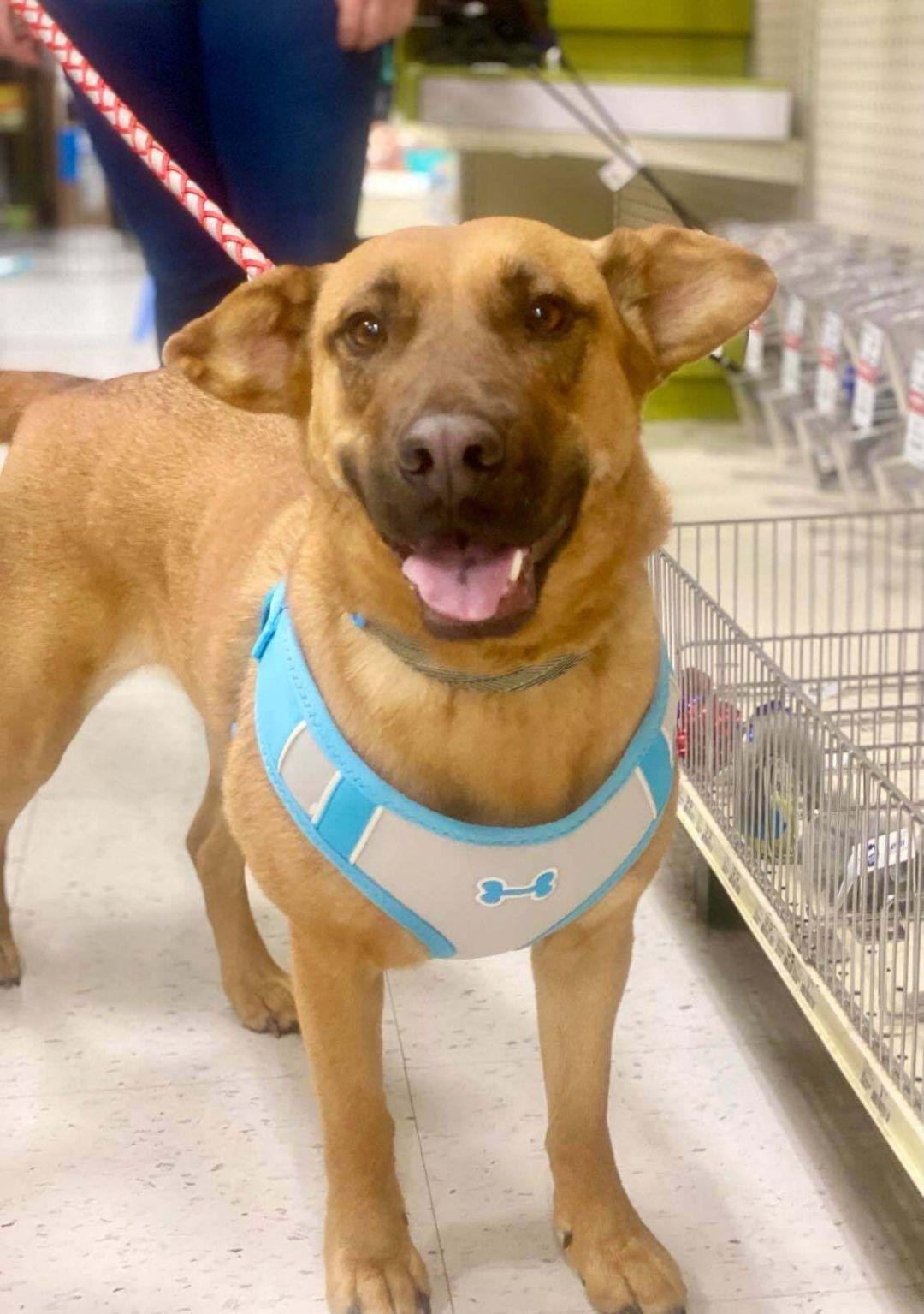 Callista, a Adoptable mixed breed in West Richland, WA image 4/6