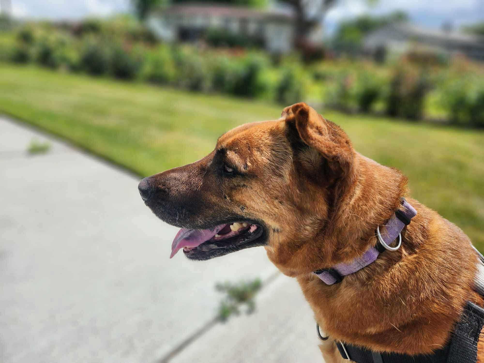 Callista, a Adoptable mixed breed in West Richland, WA image 5/6