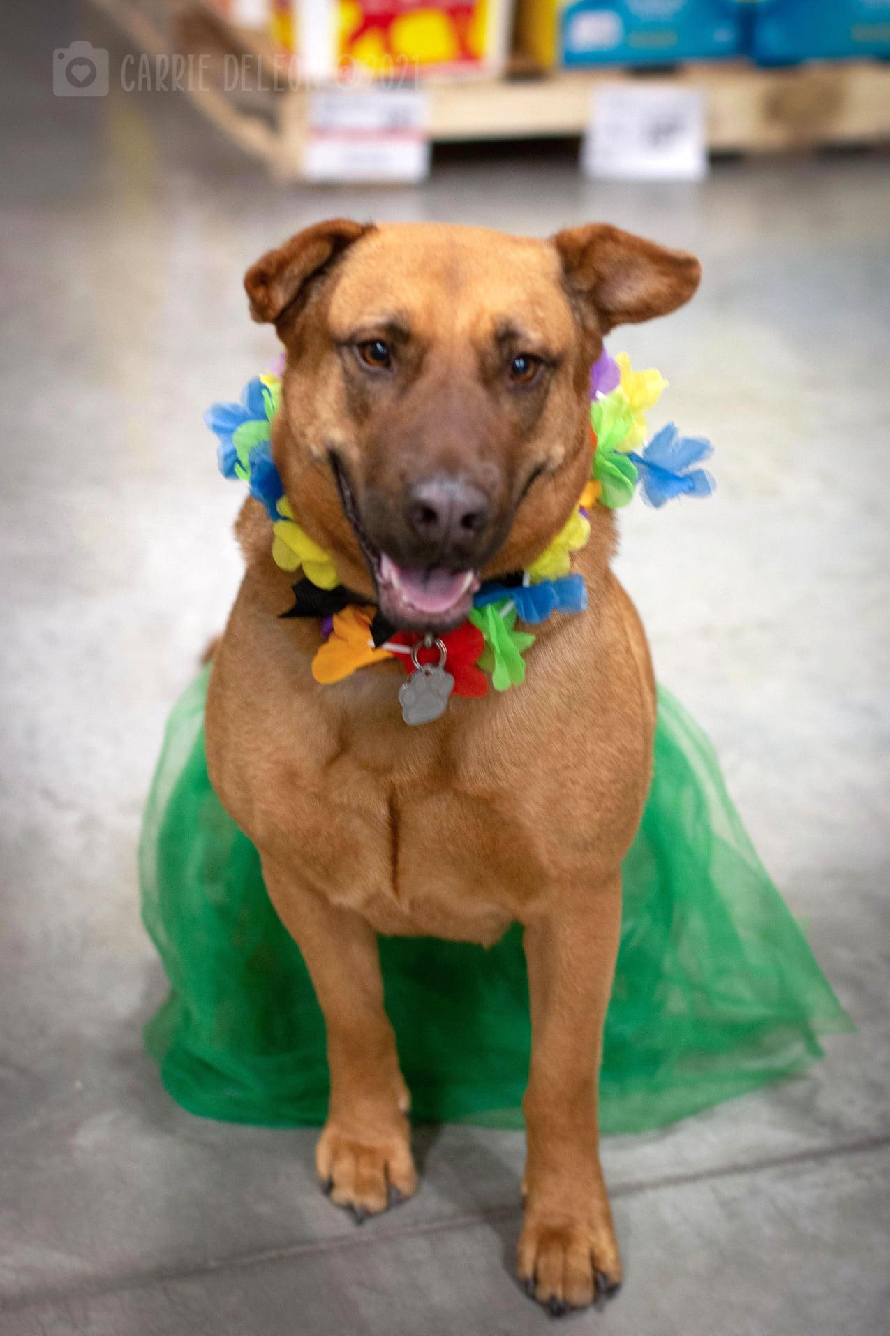 Callista, Adoptable, Senior Female Shar-Pei & German Shepherd Dog.