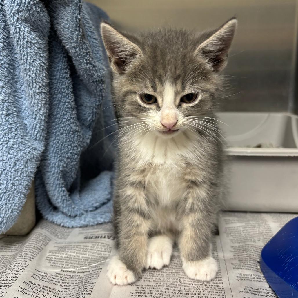 Simon, Adoptable, Kitten Male Domestic Short Hair.