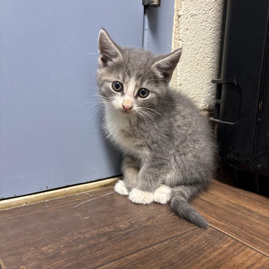 Enlarge Simon, a Adoptable Domestic Short Hair in Roxboro, NC image 2/2