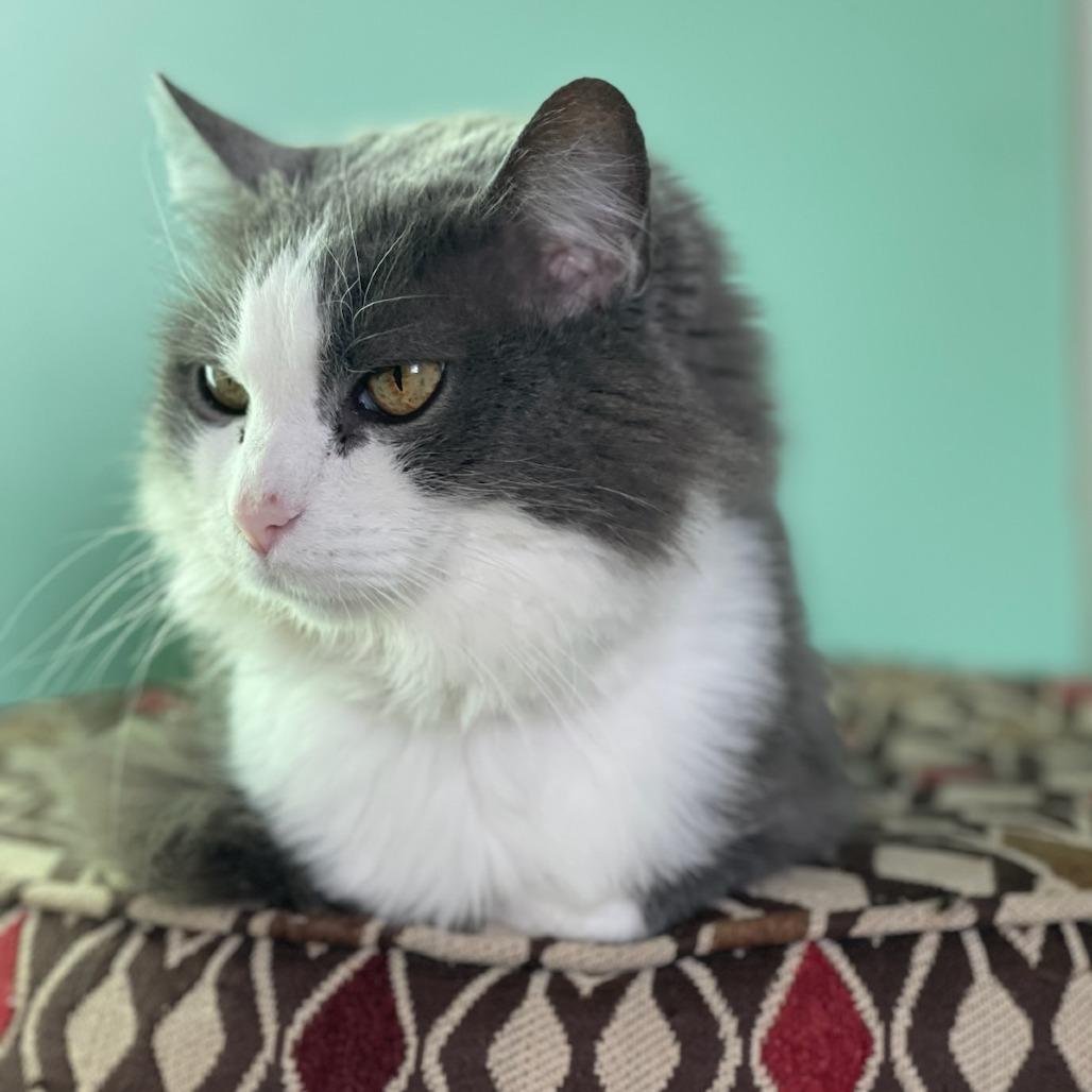 Enlarge Halo, a ADOPTABLE Domestic Long Hair in KANSAS CITY, KS image 1/1