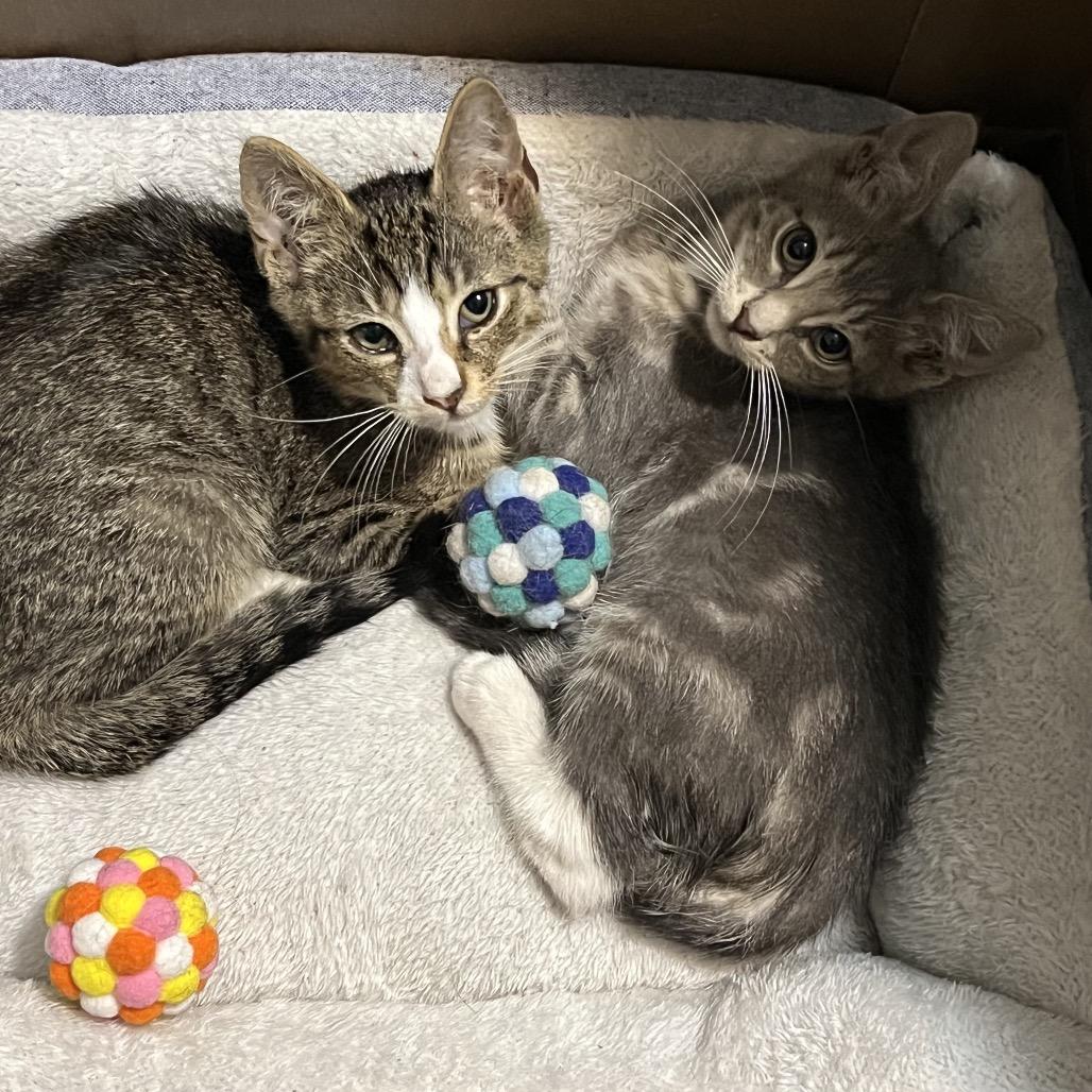 Waffle, Adoptable, Kitten Male American Shorthair.