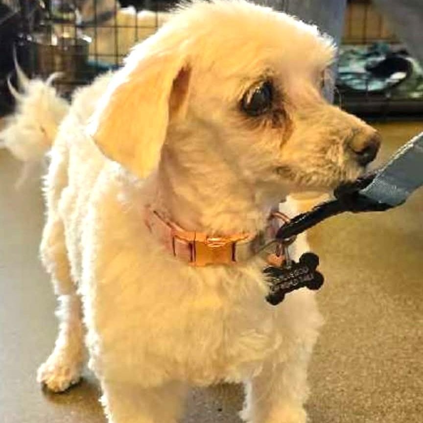 Enlarge CASSIE , a ADOPTABLE Maltese in Marana, AZ image 4/5