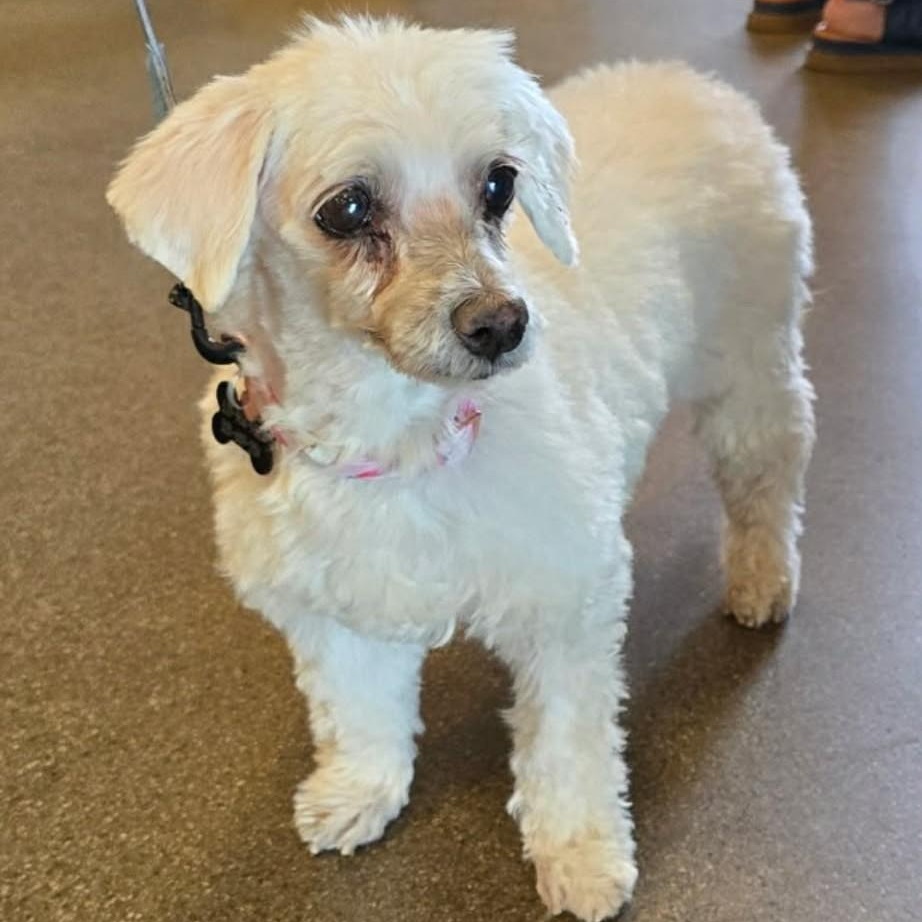CASSIE , ADOPTABLE, Senior Female Maltese.