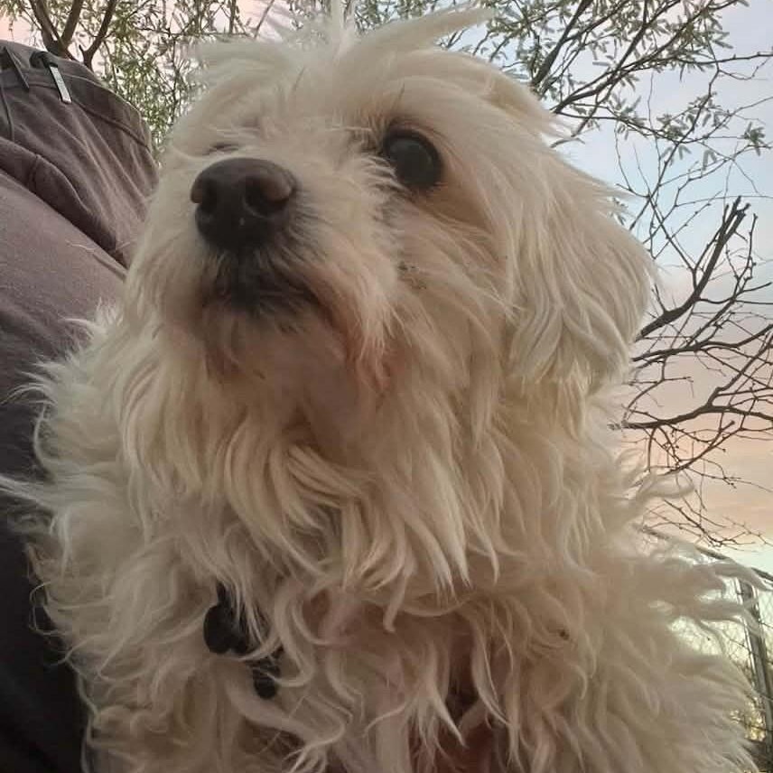 CASSIE , ADOPTABLE, Senior Female Maltese.